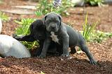 CANE CORSO 1451